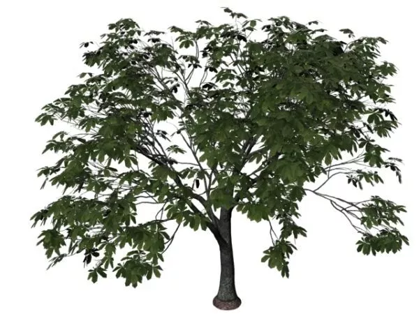 Chinese Chestnut Tree 3d model Chinese Chestnut Tree 3d model