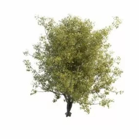 Chinese Dwarf Cherry Tree 3d model