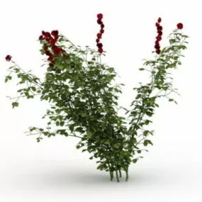 Chinese Rose 3d model