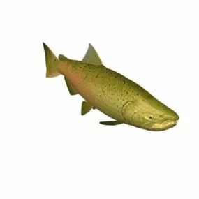 Chinook Salmon Fish Animal 3d model