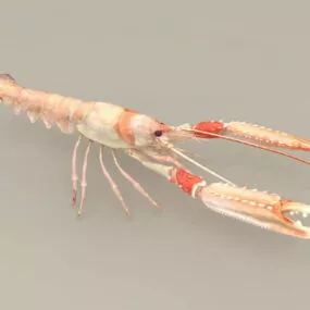 Clawed Lobster 3d model