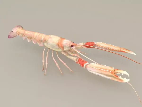 Clawed Lobster 3d model Clawed Lobster 3d model
