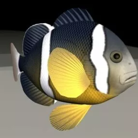 Clownfish Animated & Rigged 3d model