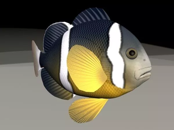 Clownfish Animated & Rigged 3d model Clownfish Animated & Rigged 3d model