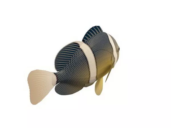 Clownfish Anemone Fish 3d model Clownfish Anemone Fish 3d model