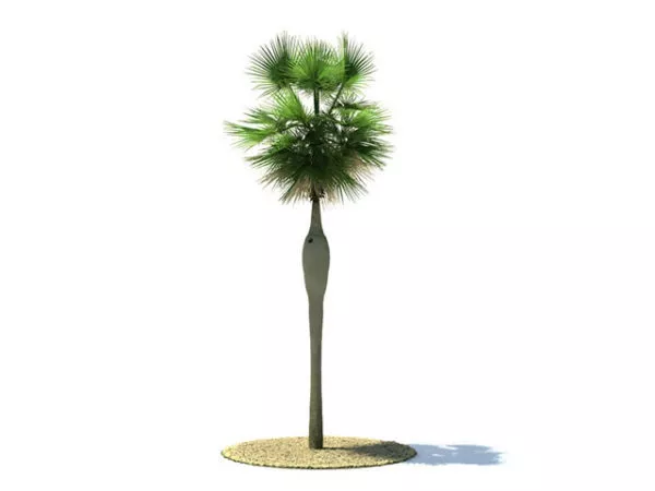 Coccothrinax Spissa Tree 3d model Coccothrinax Spissa Tree 3d model