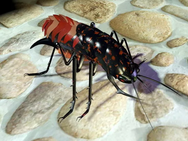 Boxelder Bug 3d model