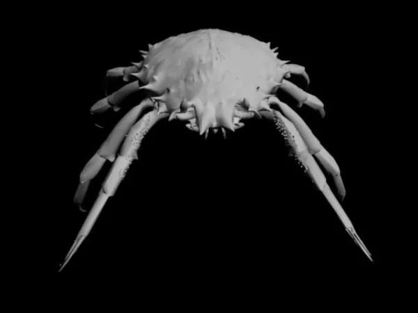Scan Of Reef Crab Animal 3d model
