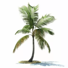 Coconut Palm 3d model