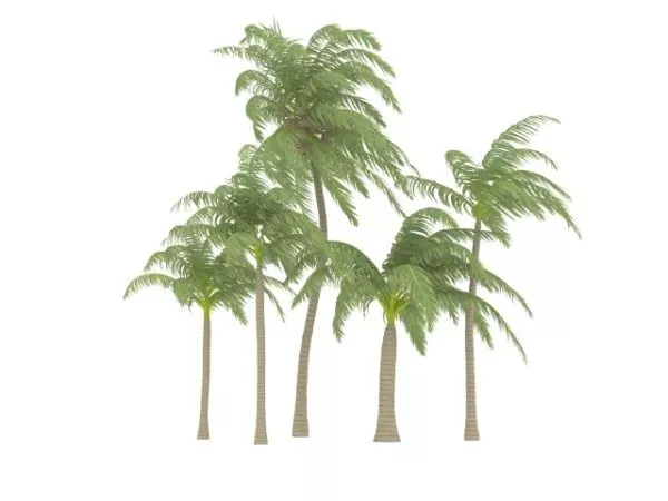 Tall Coconut Tree 3d model