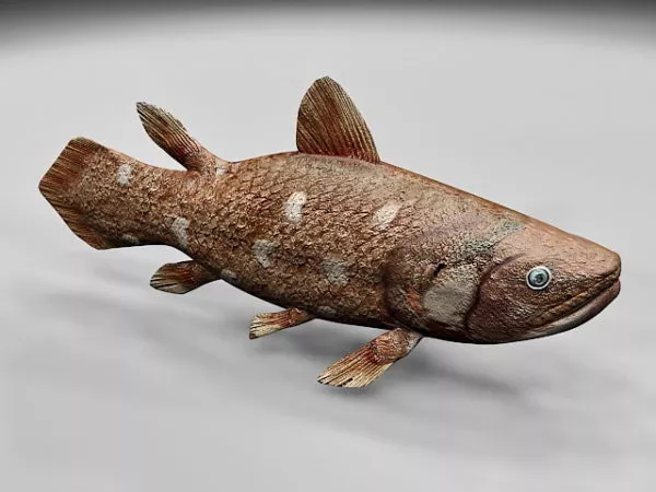 Coelacanth Fish 3d model Coelacanth Fish 3d model