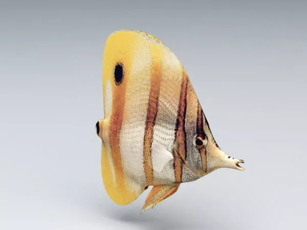 Colorful Tropical Fish 3d model Colorful Tropical Fish 3d model