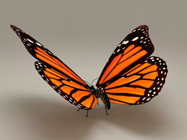 Butterfly Plane 3d model