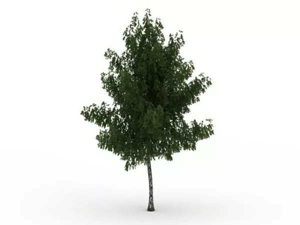 Common Ash Tree 3d model Common Ash Tree 3d model