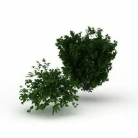 Common Bushes And Shrubs 3d model