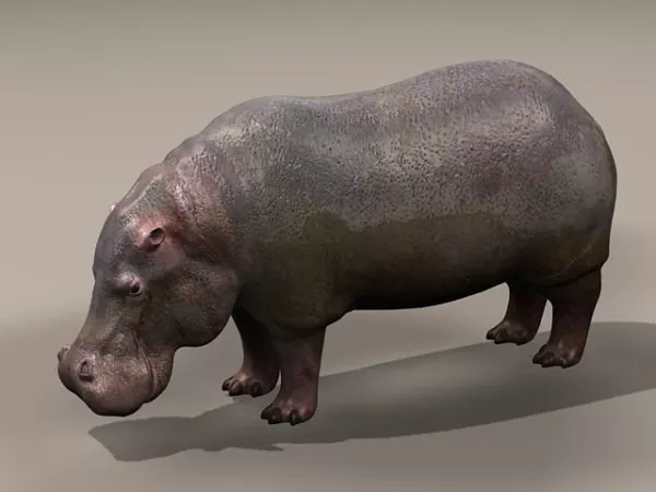 Common Hippopotamus 3d model Common Hippopotamus 3d model