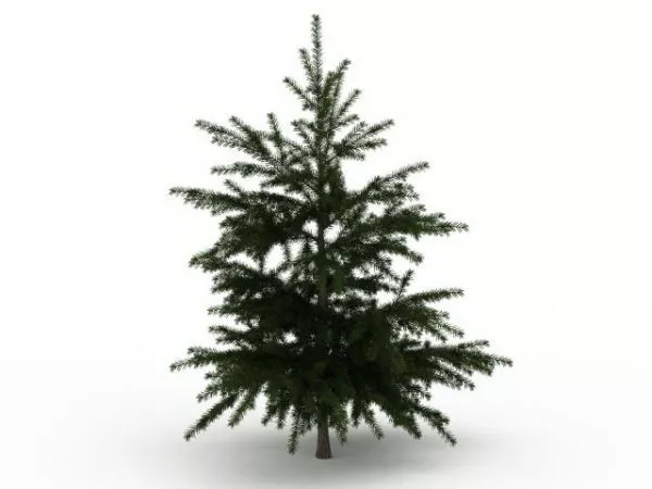 Conifer Fir Tree 3d model Conifer Fir Tree 3d model
