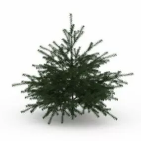 Conifer Pine Tree 3d model