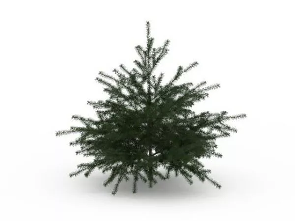 Realistic Christmas Pine Tree 3d model