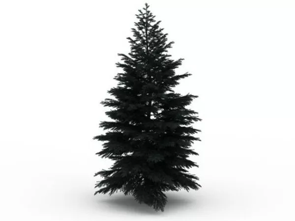 Conifer Tree Free 3d Model - .Max, .Vray - Open3dModel