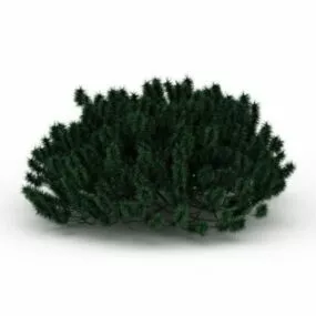 Coniferous Shrubs 3d model