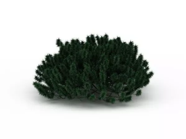Coniferous Shrubs 3d model Coniferous Shrubs 3d model