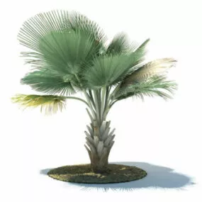 Copernica Baileyana 3d model