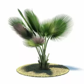 Copernicia Baileyana Tree 3d model