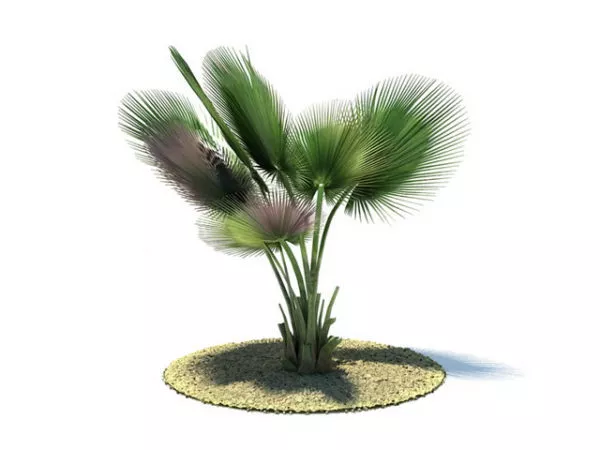 Copernicia Baileyana Tree 3d model Copernicia Baileyana Tree 3d model