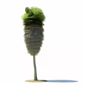 Copernicia Macroglossa Tree 3d model