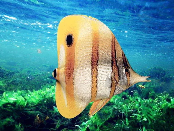 Copperband Butterflyfish 3d model Copperband Butterflyfish 3d model