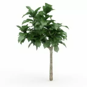 Cornstalk Dracaena Plant 3d model