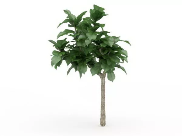 Cornstalk Dracaena Plant 3d model Cornstalk Dracaena Plant 3d model