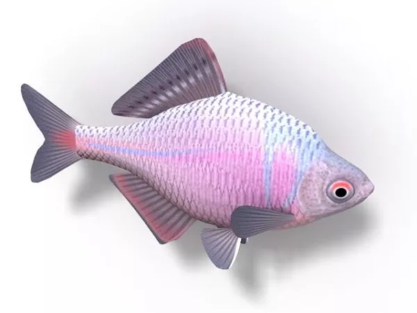 Animal Crucian Carp Fish 3d model Animal Crucian Carp Fish 3d model