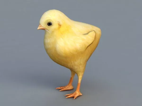 Roaster Chicken 3d model