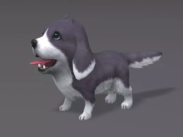 Chihuahua Dog 3d model