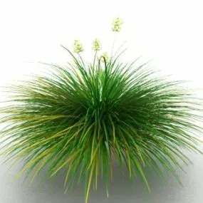 Cymbidium Orchid Plants 3d model