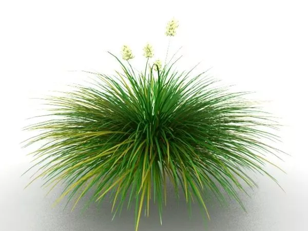 Cymbidium Orchid Plants 3d model Cymbidium Orchid Plants 3d model
