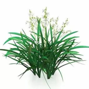 Cymbidium Plants 3d model