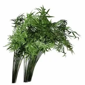 Cyperus Papyrus 3d model