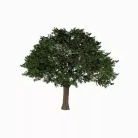 Cypress Tree 3d model