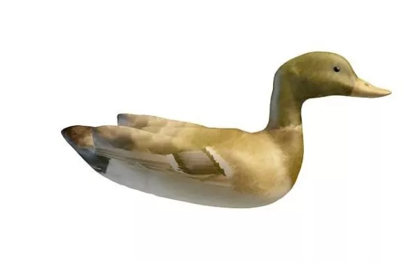Dabbling Duck Animal 3d model Dabbling Duck Animal 3d model