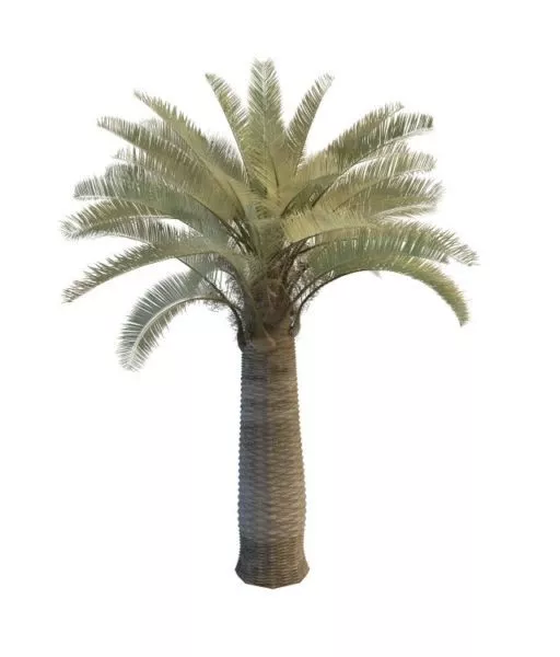 Date Palm Tree 3d model Date Palm Tree 3d model