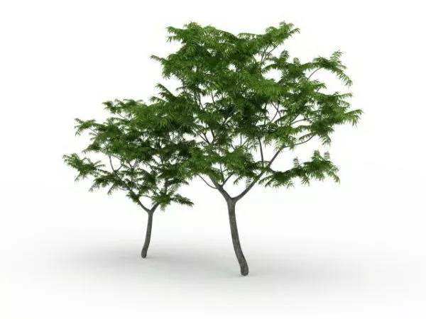 Dawn Redwood Tree 3d model Dawn Redwood Tree 3d model