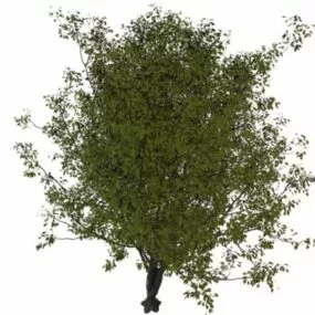 Deciduous Tree 3d model