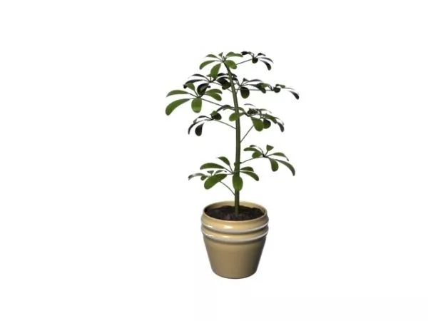 Decorative House Plant Pot 3d model Decorative House Plant Pot 3d model
