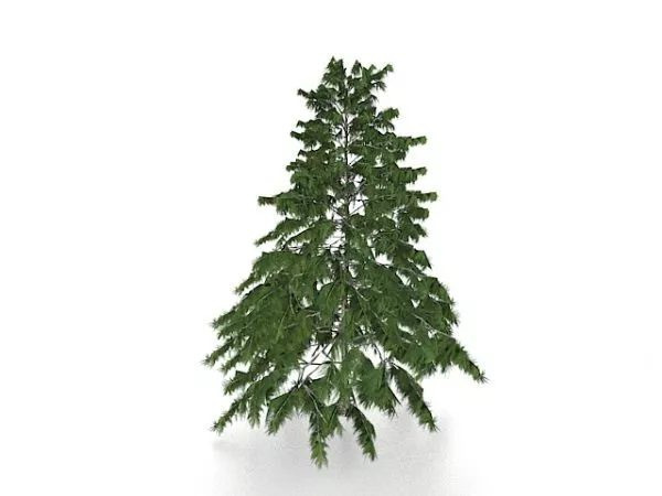 Deodar Pine Tree 3d model Deodar Pine Tree 3d model