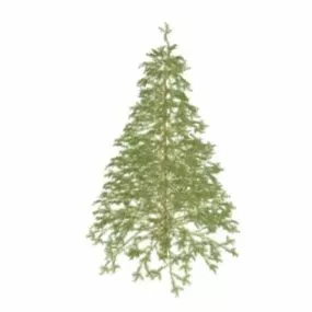 Deodar Tree 3d model