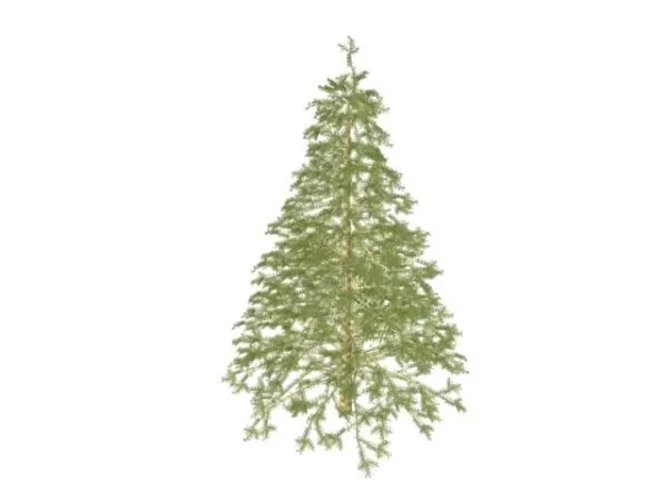 Deodar Tree 3d model Deodar Tree 3d model