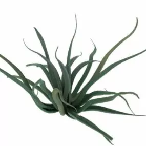 Desert Succulent Plant 3d model